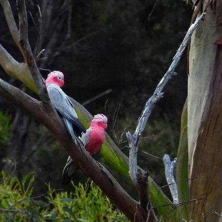 Cape Howe Cottages Lowlands Bagian luar foto