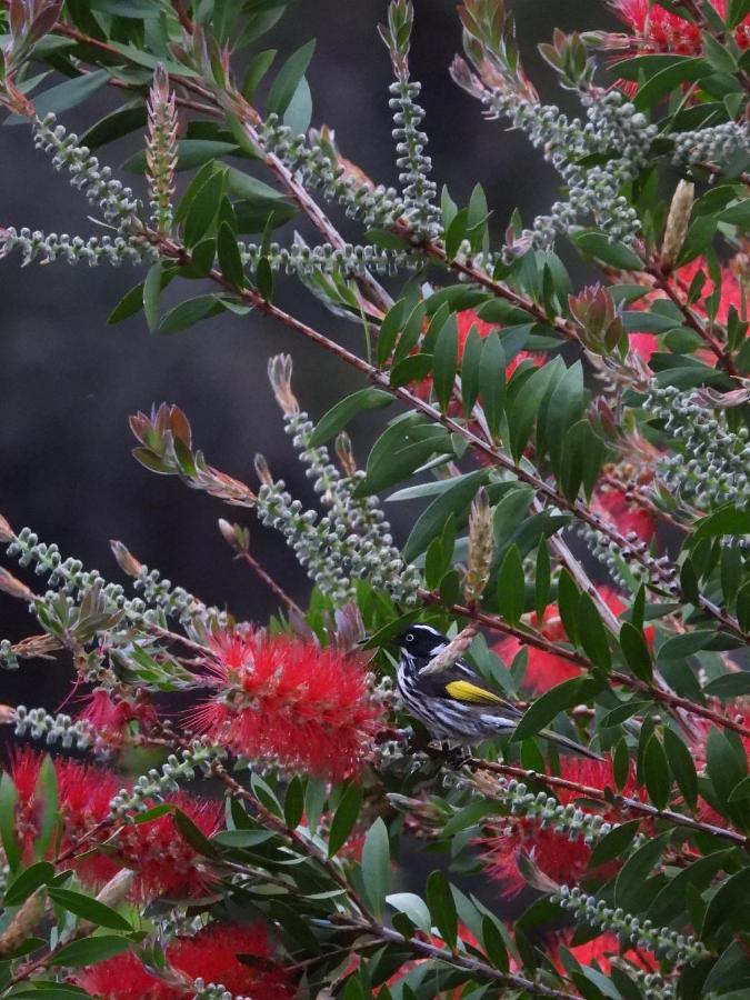Cape Howe Cottages Lowlands Bagian luar foto