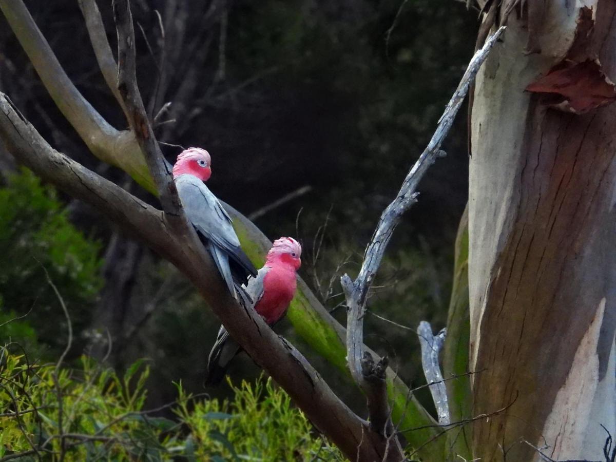 Cape Howe Cottages Lowlands Bagian luar foto
